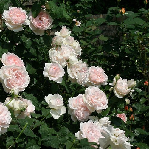 Delikatny różowy - Róże pienne - z kwiatami róży angielskiej - korona równomiernie ukształtowana